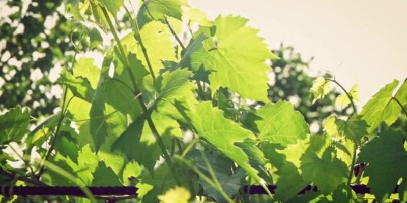 vignes3
